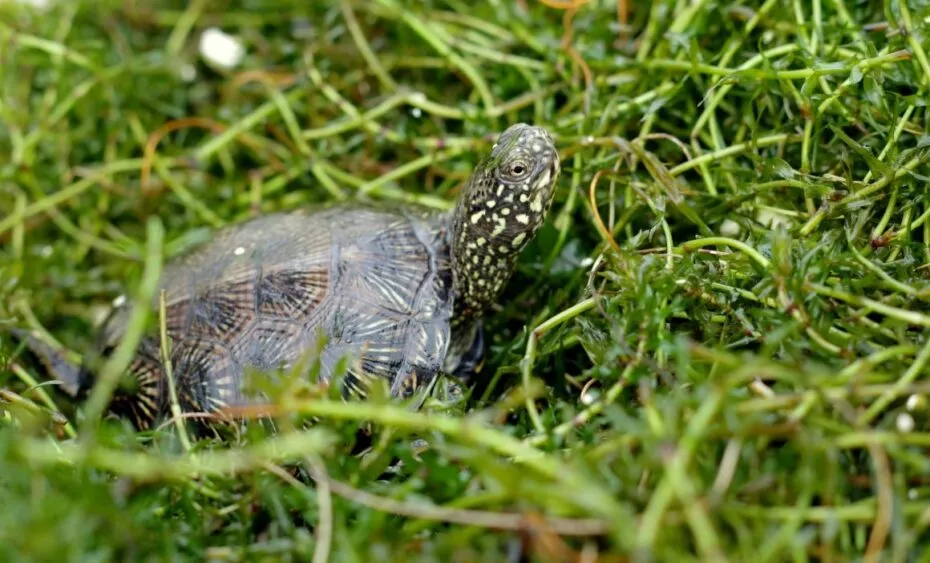 Tortue cistude