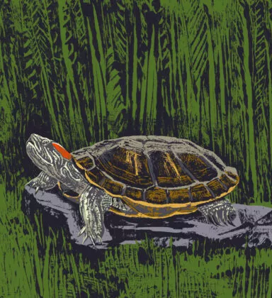 tortue de floride illustration