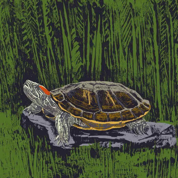 tortue de floride illustration