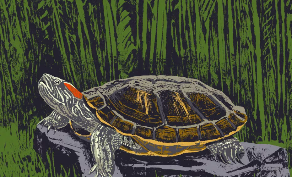 tortue de floride illustration