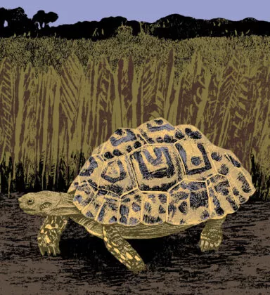 tortue leopard illustration