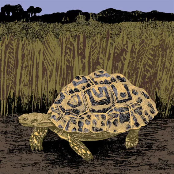 tortue leopard illustration