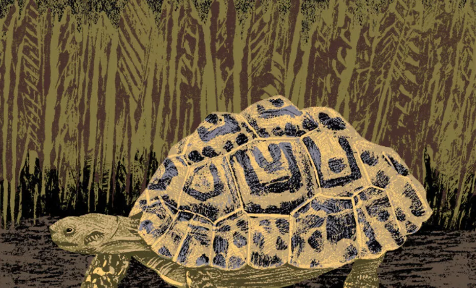 tortue leopard illustration