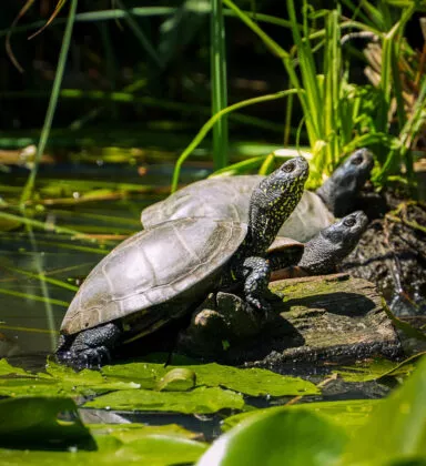 tortue cistude branfere 2