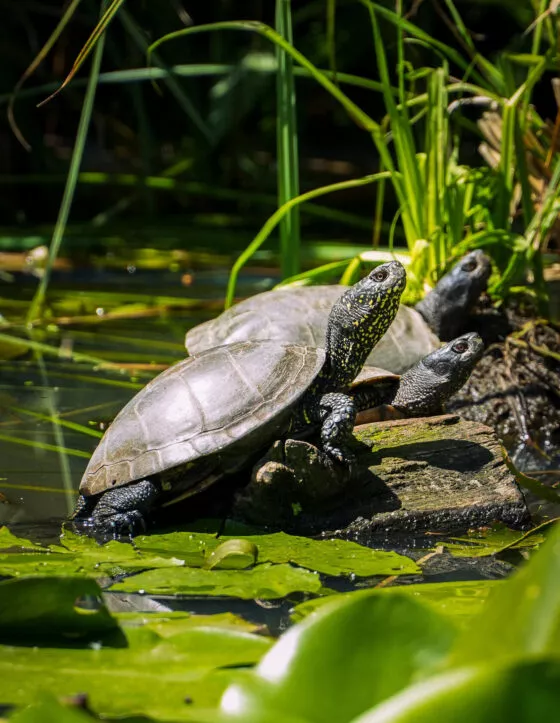 tortue cistude branfere 2