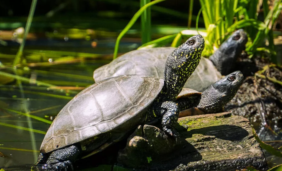 tortue cistude branfere 2