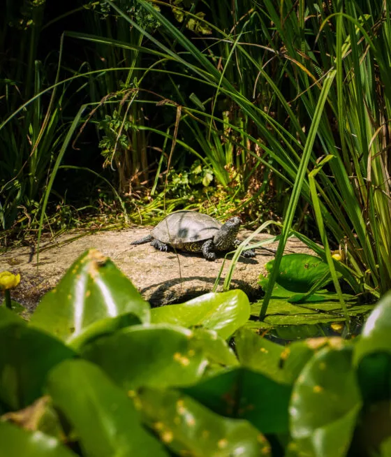 tortue cistude branfere 3