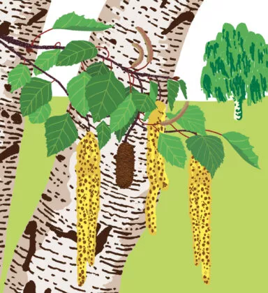 Bouleau verruqueux végétal