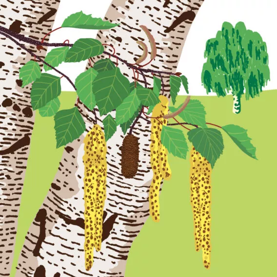 Bouleau verruqueux végétal