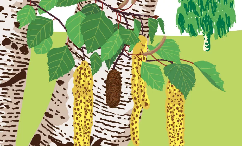 Bouleau verruqueux végétal