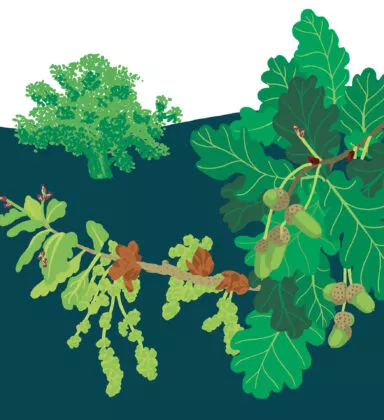Chêne pédonculé végétal