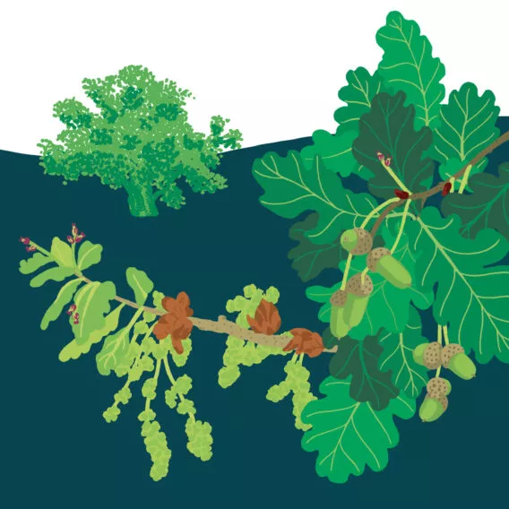 Chêne pédonculé végétal