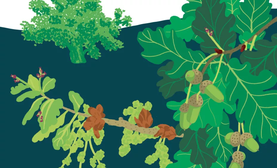 Chêne pédonculé végétal