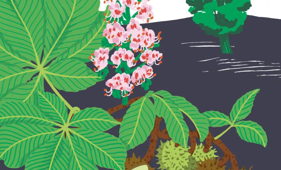 Maronnier d'Inde - Vegetal