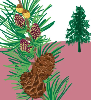 Mélèze d’Europe vegetal