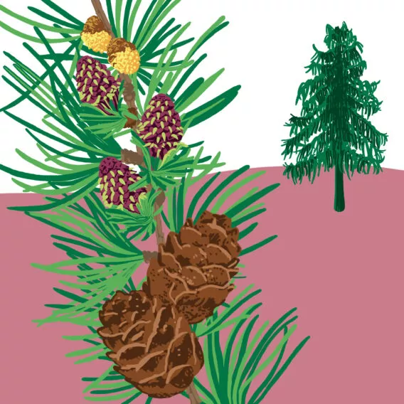 Mélèze d’Europe vegetal