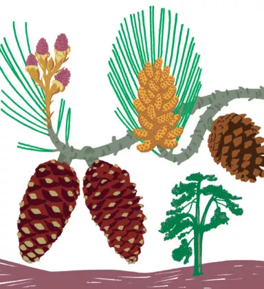 Pin d'Alep végétal