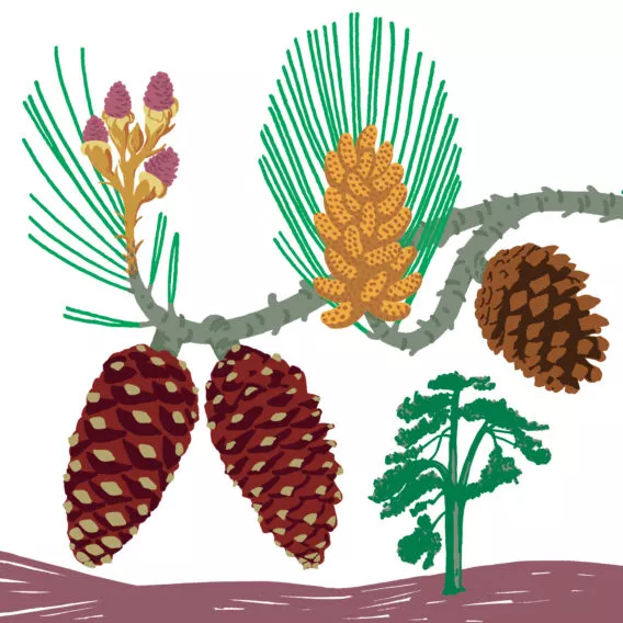 Pin d'Alep végétal