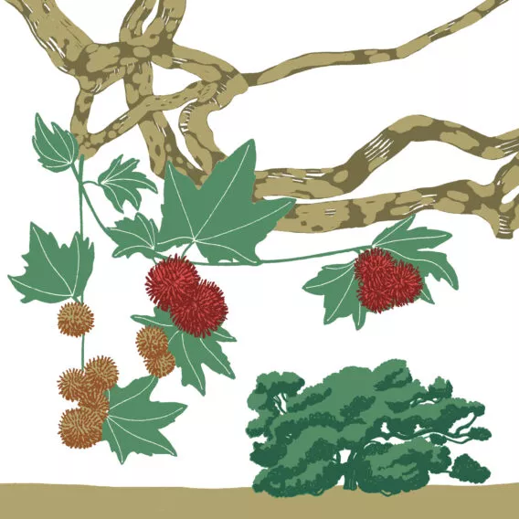 Platane pleureur d’Orient