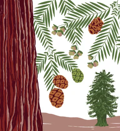 Séquoia toujours vert