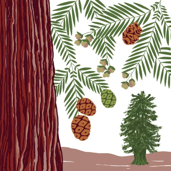 Séquoia toujours vert