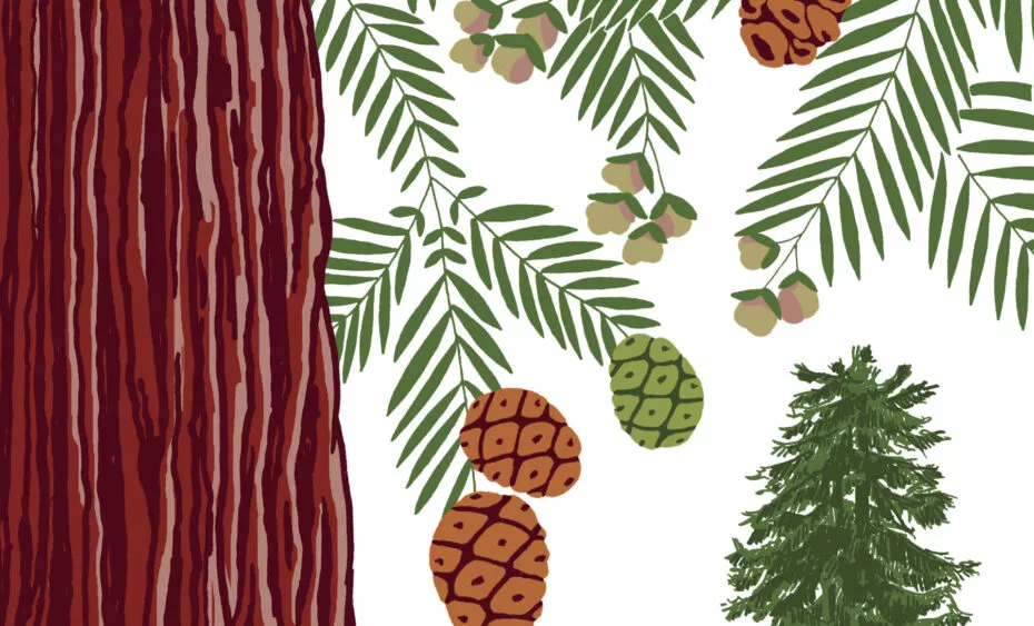 Séquoia toujours vert