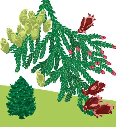 Thuya géant - Vegetal