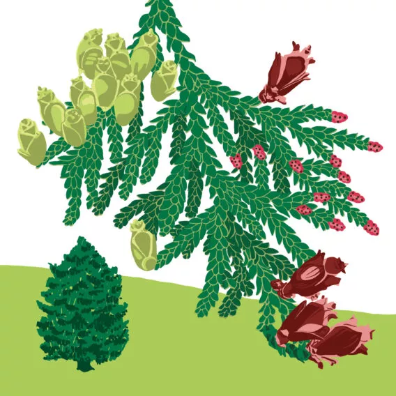 Thuya géant - Vegetal