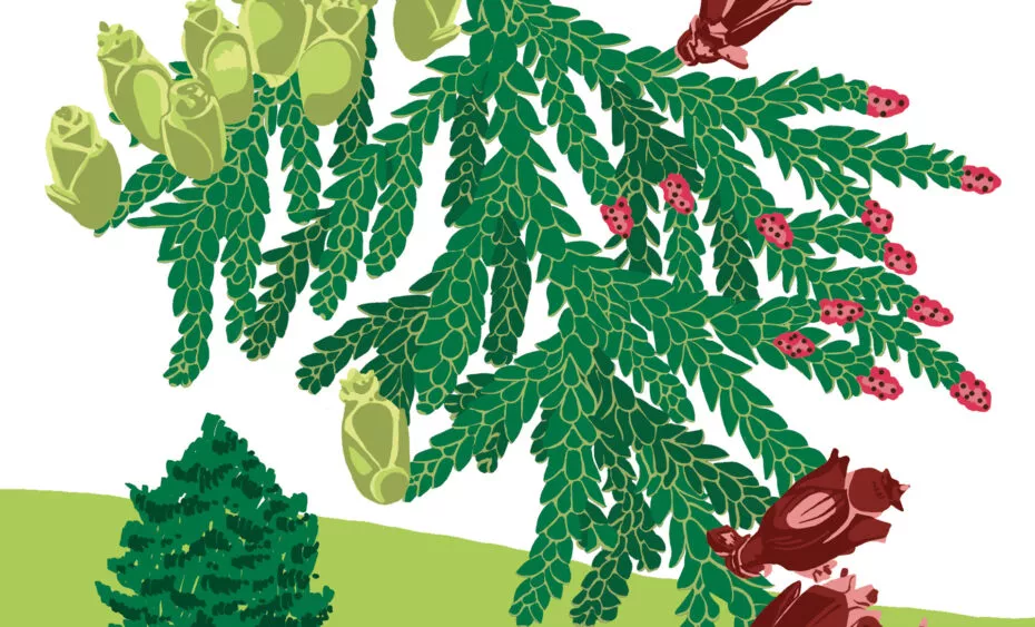 Thuya géant - Vegetal