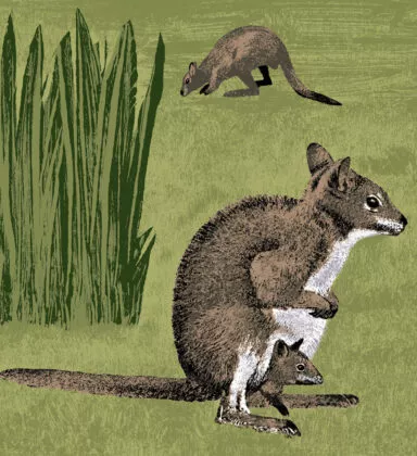 Wallaby de parma illustration