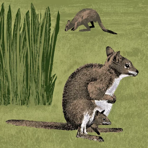 Wallaby de parma illustration