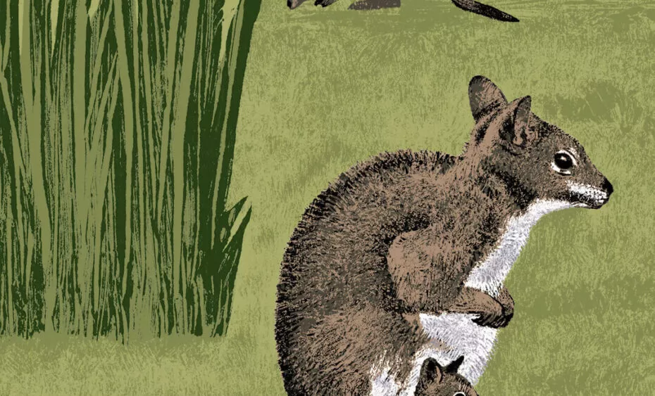 Wallaby de parma illustration