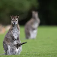 Wallaby vue 2