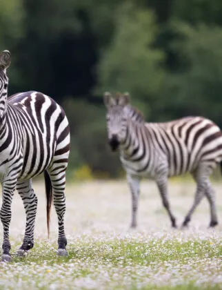 Zebre de grantt vue 4