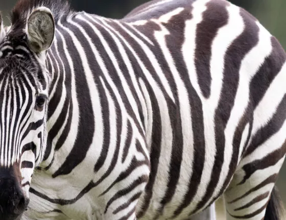 Zebre de grantt vue 3