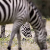 Zebre de grantt vue 2