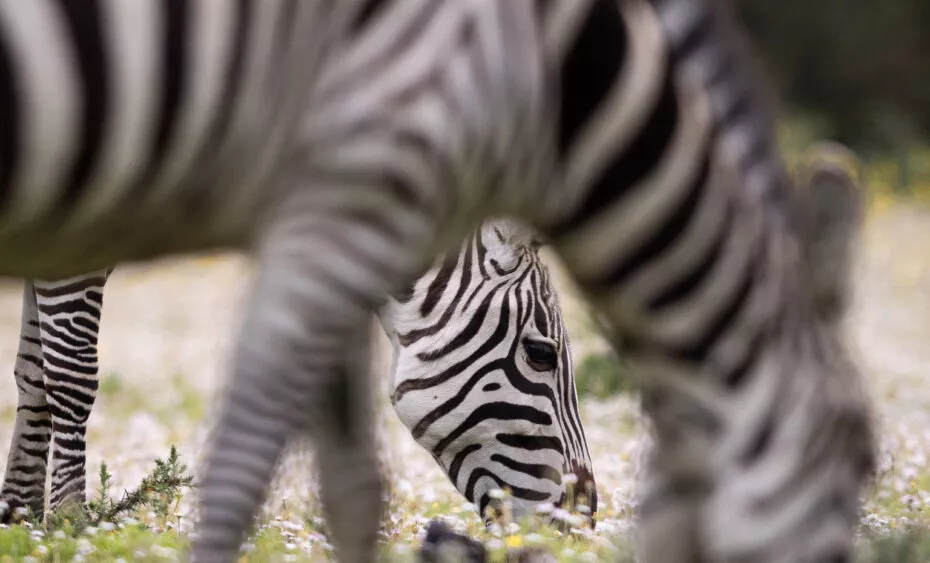 Zebre de grantt vue 2