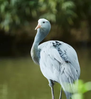 Grue de paradis Rannou