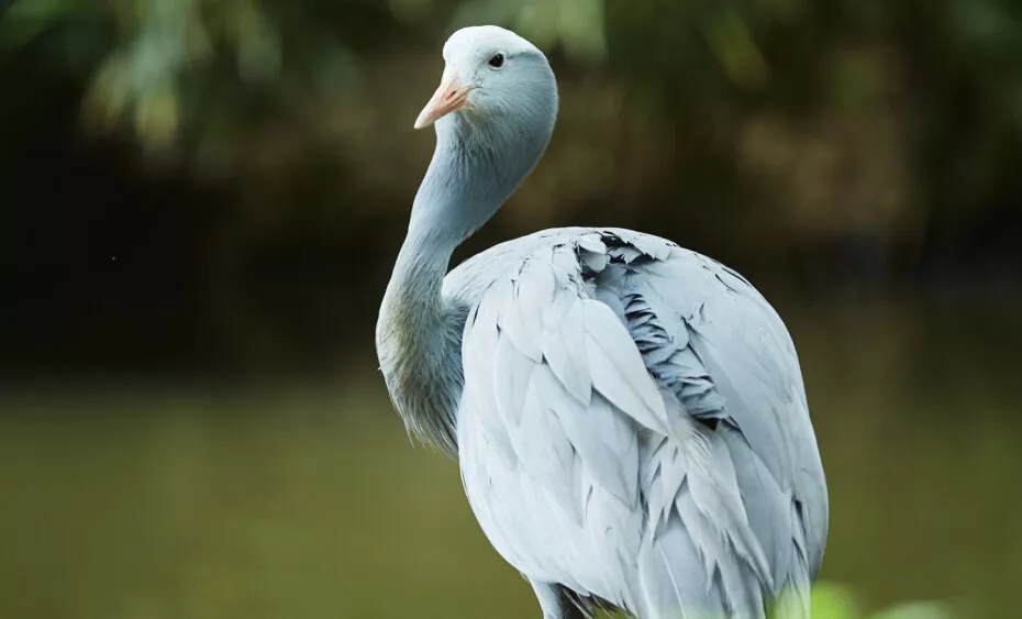Grue de paradis Rannou