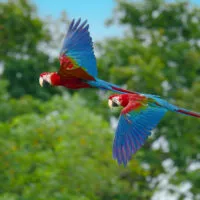 Spectacle d'oiseaux 26