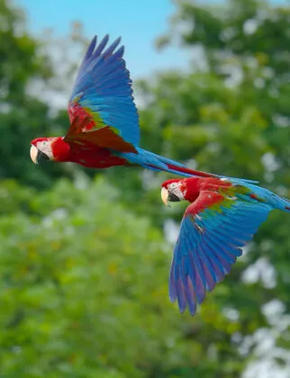 Spectacle d'oiseaux 26