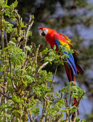 Spectacle d'oiseaux 28