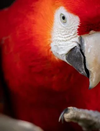 Spectacle d'oiseaux 30