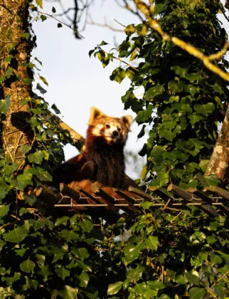 Panda roux nouvelle femelle 2