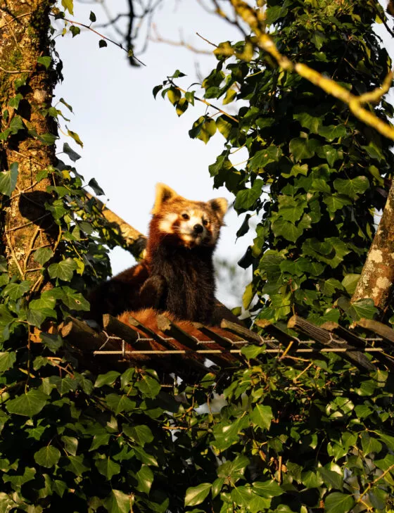 Panda roux nouvelle femelle 2