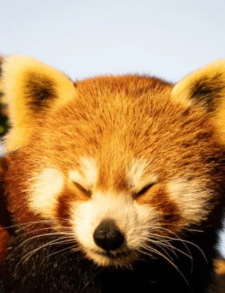 Panda roux nouvelle femelle 3