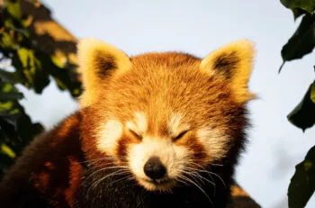 Panda roux nouvelle femelle 3