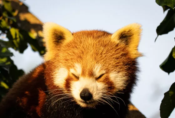 Panda roux nouvelle femelle 3