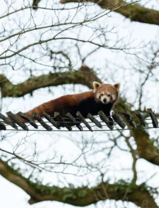 Panda roux nouvelle femelle