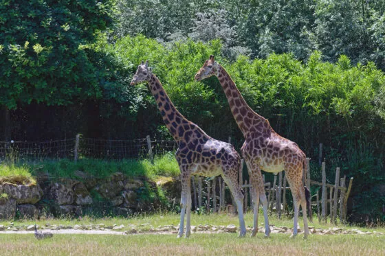 Girafe de nubie